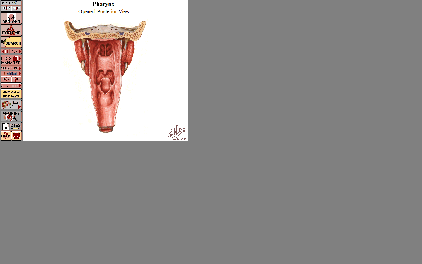 HLTAN PHARYNX choany pars nasalis měkké patro uvula kořen jazyka