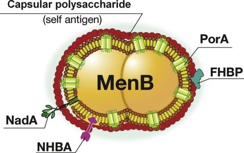 factor H binding protein