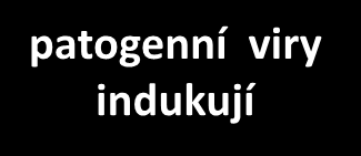 imunopatogeneze virových infekcí infekční onemocnění