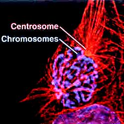 Profáze kondenzace a spiralizace chromozómů