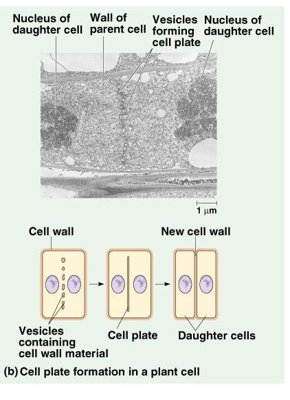 Cytokineze II rostlinné buňky ze zbytků polárních MT a váčků GA diskovitý útvar