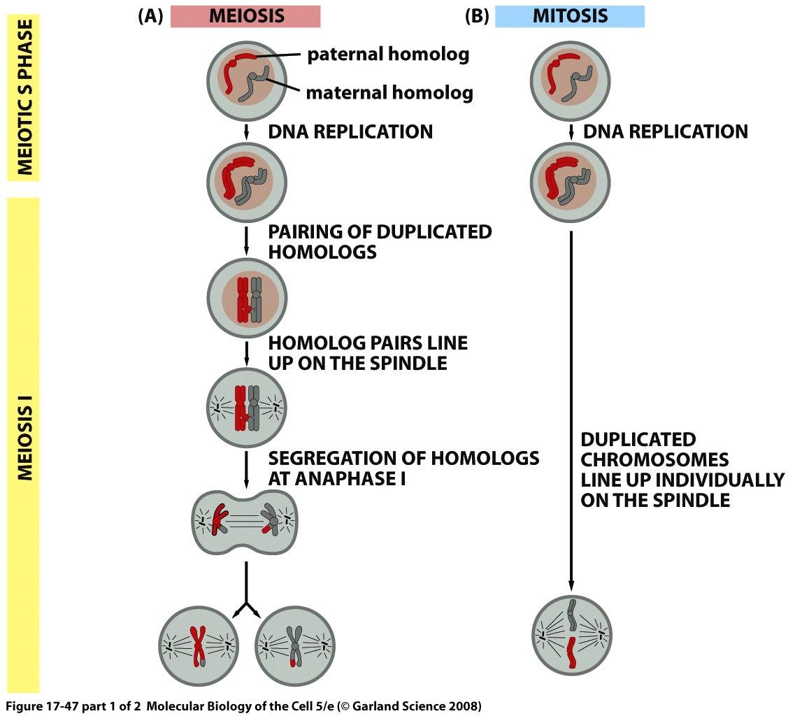 MEIÓZA MITÓZA otcovský homolog mateřský homolog DNA REPLIKACE DNA REPLIKACE PÁROVÁNÍ DUPLIKOVANÝCH CHROMOZÓMŮ HOMOLOGNÍ PÁRY SE