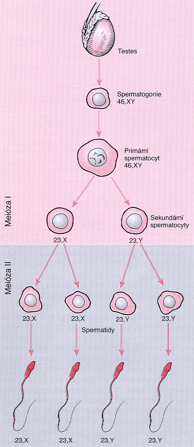 obr. 2-9; Thompson & Thompson: Klinická genetika, W.B. Saunders Comp., 1991, překlad: P.