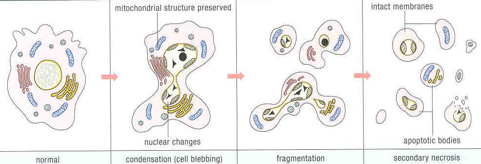 Apoptóza - morfologické změny kondenzace chromatinu na periferii jádra fragmentace jádra svraštění celé buňky tvorba