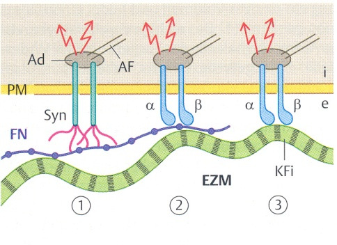 aktinová filamenta extracelulární matrix PM-plasmatická membrána