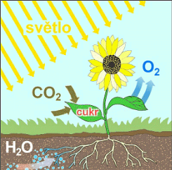 Životní procesy rostlin Fotosyntéza Dýchání Fotosyntéza může probíhat pouze na světle, jelikož světelnou energii využívá pro tvorbu látek.