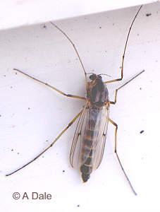 Kontaminanty velkoplošných kultivací - hmyz Ephydra hians Chironomus - larvy