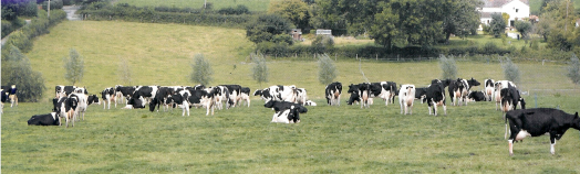 Milk Rite nová obchodní značka, která existuje již 80 let MilkRite je součástí sdružení Avon Rubber Je to hlavní světový výrobce strukových násadců pro dojící stroje a zařízení a pro mléčné hadice.