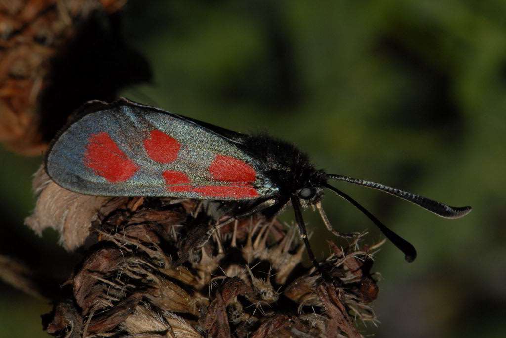 Biodiverzita vinic 2008-2010 Vřetenuška Zygaena loti.
