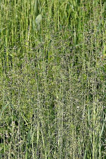 Elytrigia repens Agrostis capillaris Psineček tenký patří mezi málo vzrůstné vytrvalé trávy a na pastvinách tvoří spolu s kostřavou červenou spodní patro porostu.