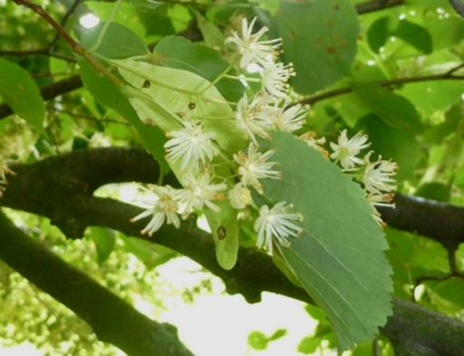 8 Kaštanová alej Naučná stezka Klenová Jírovec maďal je statný strom s hustou, pravidelnou korunou. Má mimořádně velké dlanitě složené listy. Květy jsou uspořádány ve velkých vzpřímených latách.