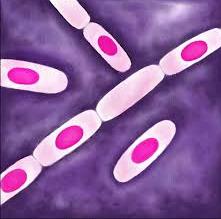 BACILLUS CEREUS Bacilární cereová toxikóza Druh: Bacillus cereus, G + sporulující tyčinka Produkce dvou typů toxinů: a) termolabilní enterotoxin (56 o C/ 30 min) produkovaný v logaritmické fázi růstu
