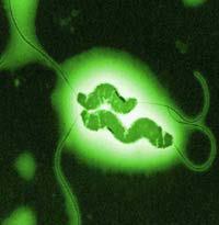 CAMPYLOBACTER (termotoletantní) Kampylobakterová enterotoxikóza Druh: Campylobacter (jejuni, coli, upsaliensis, lari) Morfologie: G -, mikroaerofilní, malé spirálkovitě zahnuté tyčinky,