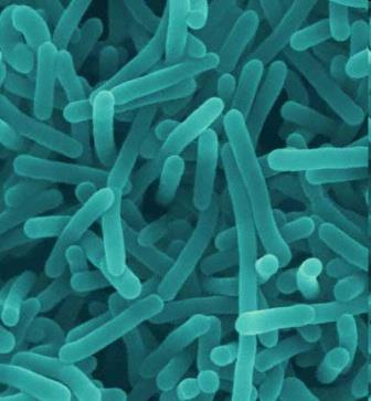 (ivanovii, seeligeri) jsou patogenní pouze pro zvířata - LM je fakultativní intracelulární patogen infikující hostitele alimentární cestou Teplota růstu listerií: 4-37 o C, opt. 30-37 o C (opt.