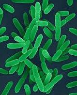 YERSINIA ENTEROCOLITICA (suspektní patogenní kmeny), yersinióza Druhy: patogenní pro člověka: Yersinia pestis (mor) Y. pseudotuberculosis (apendicitis, sepse) Y.