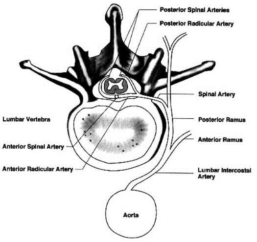 Arteria