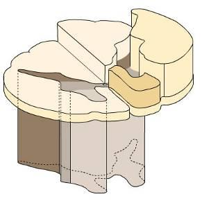 Mícha vnitřní stavba bílá hmota (substantia alba) = provazce funiculus anterior funiculus lateralis funiculus posterior šedá hmota