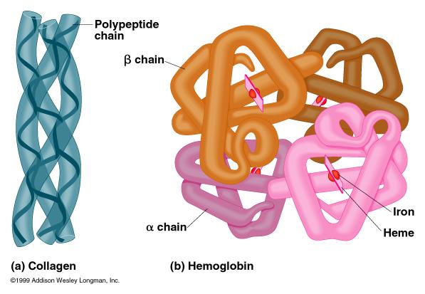Kvartérní struktura bílkovin uspořádání jednotlivých polypeptidů