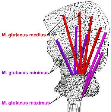 Prezentace a analýza výsledků Model patologického kyčelního kloubu P1 Kontakt mezi chrupavkou acetabula a chrupavkou hlavice femuru, skupina svalů m.