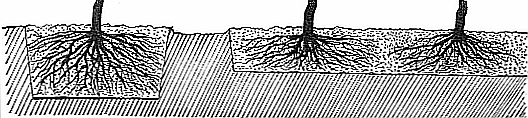 U těžších půd je to obvykle v hloubce pod 0, 3 m, u lehčích pod 0, 4 m pod úrovní terénu. Spodní vrstva půdy je prakticky minerální substrát, který není nutno ve většině případů přihnojovat.