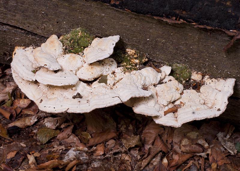 Ř. POLYPORALES (CHOROŠOTVARÉ) Fomes fomentarius (troudnatec kopytovitý) víceleté kopytovité plodnice parazit na listnáčích (hl.