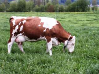Ideální kráva bez TPM produkce 2 500 3 500 kg mléka za cca 250 dnů hluboký hrudník a slabina dobré osvalení kýty, plece a hřbetu dostatečně