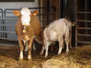 pokusů krmení krav bez TPM výživa
