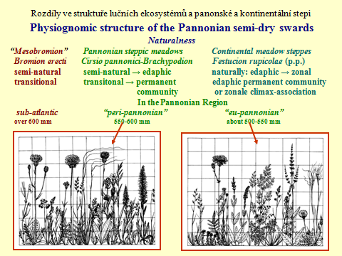 Obr. 32. Biom panonské a kontinentální stepi (Maďarsko a jižní Rusko). Opadavý širokolistý les - Zonobiom, k němuž patří i velká část našeho území (doubravy a bučiny).