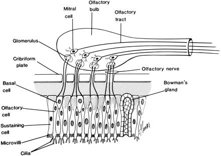 Nazální aplikace víceřadý cylindrický epitel celková plocha 150 cm2 objem nosních dutin 15 ml bohatá vaskularizace kavernózní systém Heetderkův cyklus ph