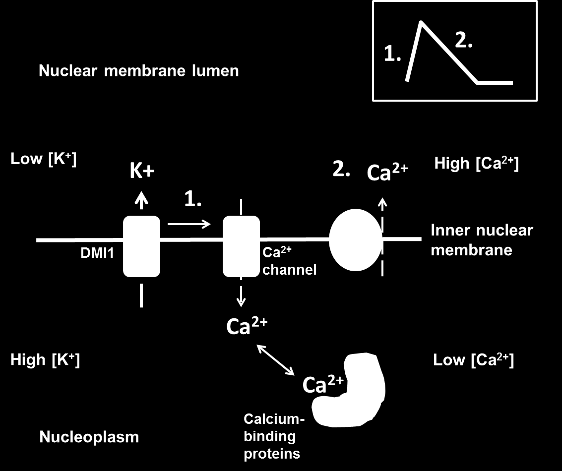 Vápník v rostlině vyskytuje se: v buněčné stěně (s pektiny vytváří gelovou matrix - nenahraditelný) biol. membrány význam v membr. když není celulózní b. stěna (koř.