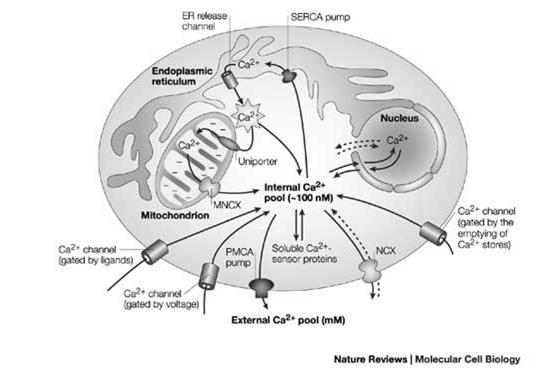 ica v cytosolu
