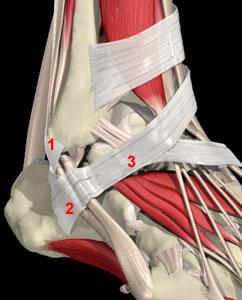 Pomocná zařízení svalů III tihové váčky (bursae mucosae) váček v okolí kloubů, šlach a svalů vystlán synoviální membránou, vyplněn synoviální tekutinou zmírnění tření v místech