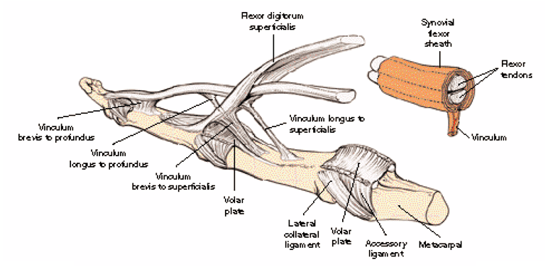 (šlachové úvazy) mesotenonium pochvy úponových šlach ohýbačů prstů ruky probíhá nimi cévní zásobení pro příslušné šlachy vincula brevia et longa http://medical-dictionary.