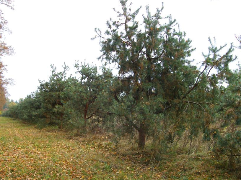 Podíl dřevin Buk lesní Dub letní Dub slavonský Dub zimní Jilm habrolistý Jilm drsný Jilm vaz Lípa malolistá Lípa velkolistá Javor klen Javor mléč Jasan ztepilý Třešeň ptačí Jeřáb břek Jeřáb oskeruše