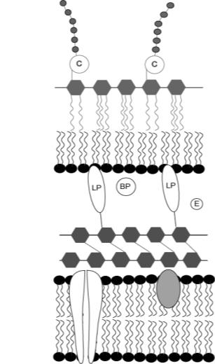 lipopolysacharid antigen periplasmatický prostor KD peptidoglykan lipid A plasmatická membrána br.