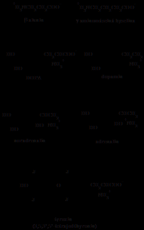 Volné aminokyseliny a deriváty Součásti jiných biomolekul b-alanin Meziprodukty metabolických drah homocystein, S-adenosylmethionin ornitin a citrulin