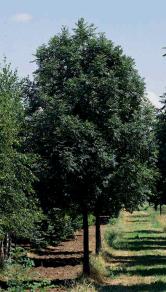 Alejové stromy název velikost cena v Kč/ks Fagus sylvatica "Pendula" výška: 15-20-(25) m 15-20-(25) m habitus: malebná, převisající koruna 200/250 pozn.