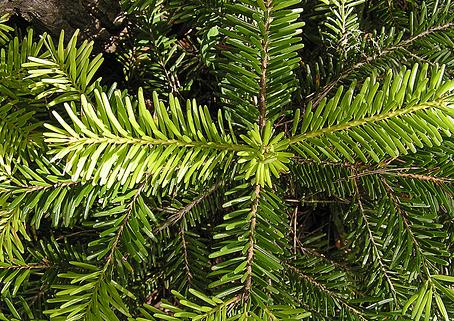 Jehličnaté dřeviny Fakturační adresa: LESS & FOREST s.r.o., Bohdaneč 136, 285 25 Bohdaneč, IČ: 27106632, DIČ: CZ27106632 Dodací adresa: LESS & FOREST s.r.o., Krajinářství, Drmaly 431 11 Jirkov Kontakt: tel.