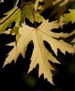 Alejové stromy název velikost cena v Kč/ks Acer saccharinum "Pyramidale" (syn. Acer saccharinum "Columnare") výška: 10-20 m 8-16 m 8-10 habitus: široce sloupovitá koruna pozn.