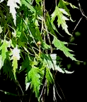 : mladá kůra má lehce oranžový nádech, listy jsou na podzim zlatožluté Betula pendula (syn. Betula alba, Betula verrucosa) Bříza bělokorá, b.