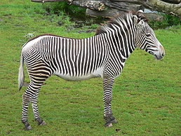 Hartmannova a zebra kapská) Obrázek: http://zoo.inext.