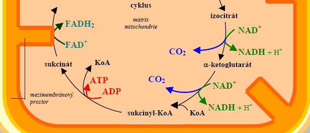 Krebsův cyklus PDH (pyruvát dehydrogenázový komplex) - regulace (NADH, Ac-KoA) - fosforylace inhibiční!