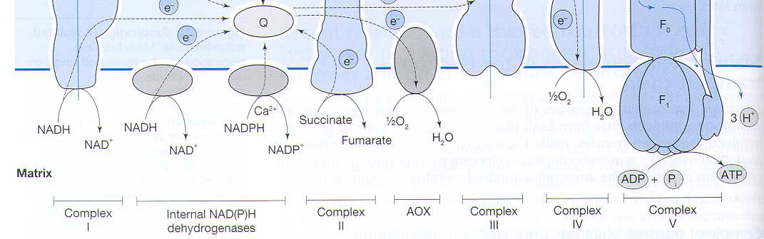 Komplex IV cytochromoxidáza oxidace cyt c a redukce O 2 tvorba gradientu H+ 4H + + O 2 2H 2 O - pumpování a spotřeba H+ (přesná dráha H+ není jasná) - inhibice KCN - zdroj ROS 4 Bezpečnostní ventily