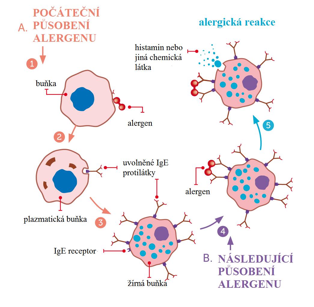specifické látky zvané mediátory, které způsobují projev alergické reakce v určité části organismu [2]. Obr. 2 Schéma alergické reakce.