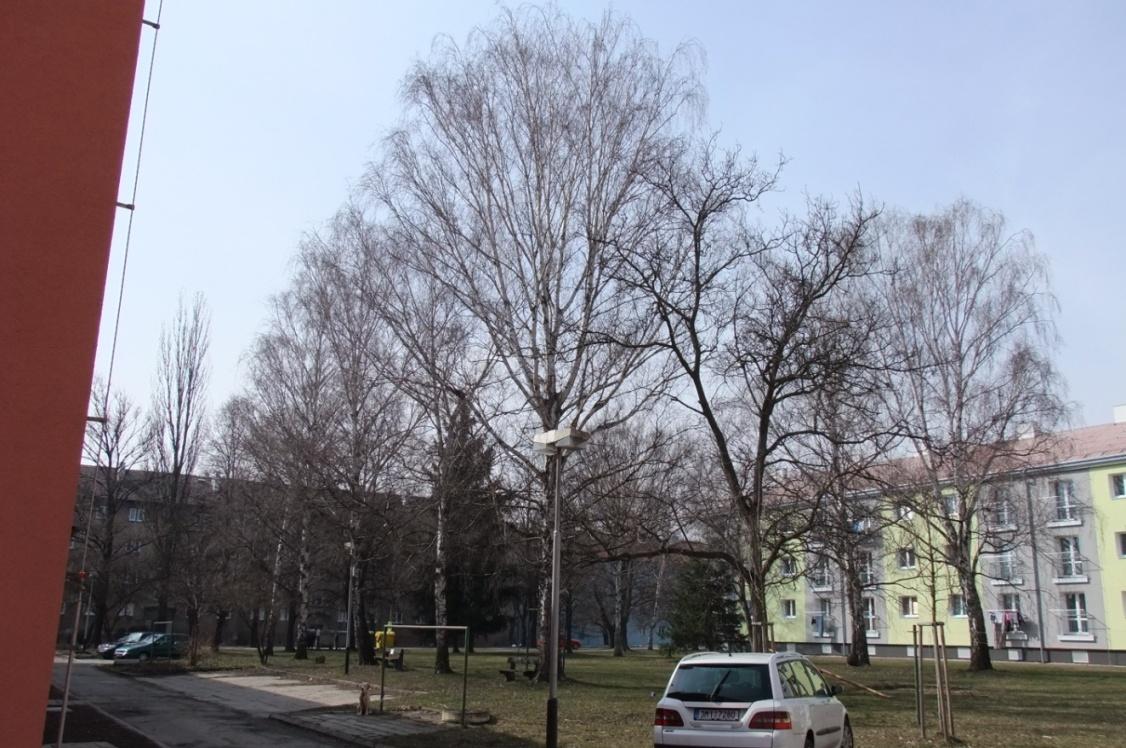 Příloha 1 Fotodokumentace alergenních zón a alergenních rostlin 1. ALERGENNÍ ZÓNA: STROMY Obr.