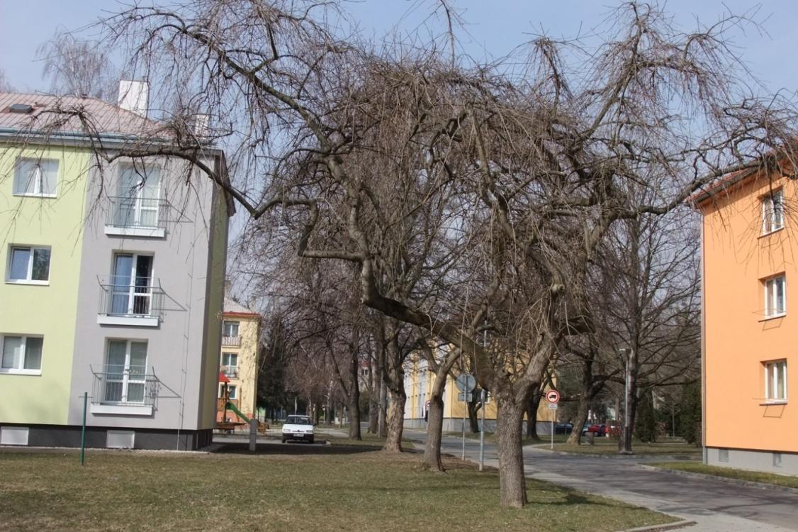 Obr. 5 Jasan ztepilý (P. Bouchalová, 13.4.