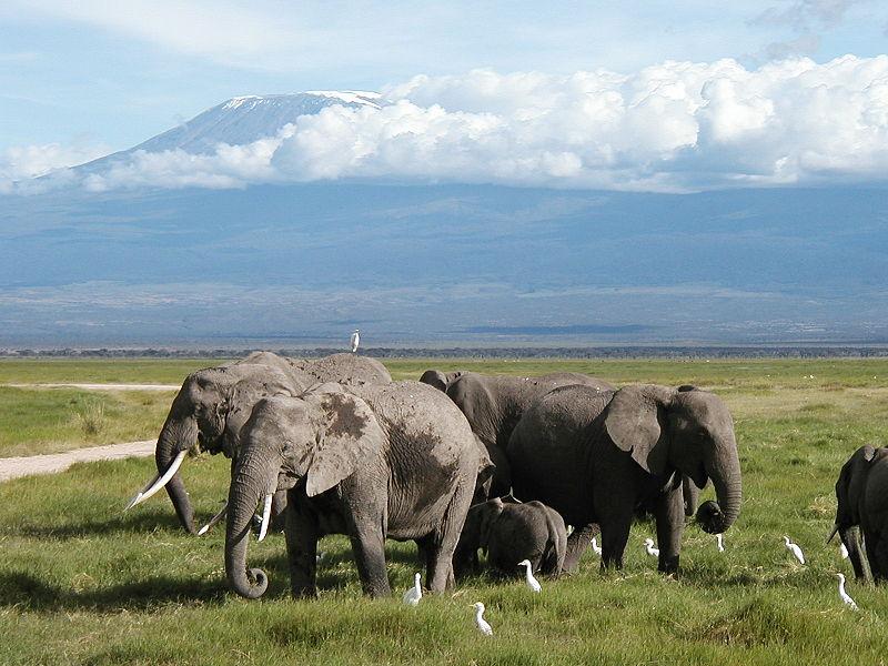 Sloni Afričtí