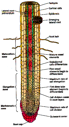 ANATOMIE KOŘENE obecná charakteristika: kořen je neolistěný nečlánkovaný orgán, pokožka bez kutikuly anatomie: vzrostný vrchol krytý kořenovou čepičkou radiální souměrnost, radiální cévní svazek
