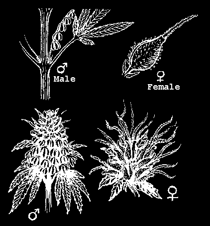 kompaktní shloučená vrcholičnatá latnatá květenství. Jednotlivé květy jsou obaleny listeny vytvářející ochranu květu (Dupal 1996). Samčí rostliny přicházejí do květu asi o měsíc dřív než samičí.