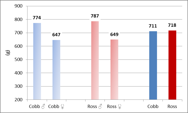 PETRIČEVIĆ et al. (2011) uvádějí ve svém sledování živou hmotnost u kohoutků kombinace Ross 308 ve 42 dnech věku 2 746,5 g a u kombinace Cobb 500 o 88,1 g nižší (2 658,4 g).